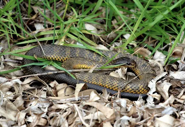 stock image Tiger snake in Herdman Lake in Perth, Western Australia