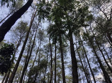 Gölgeli çam ağaçlarının turistik bir yerde çekilmiş fotoğrafı. Arkaplan, duvar kağıdı olarak kullanılabilir.