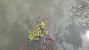 Balık havuzu su filtresi yosun dolu.