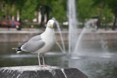 Şehir parkındaki çeşmenin üzerindeki martı..