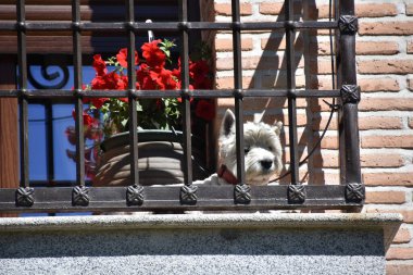 Çiçekli bir köpek balkonda