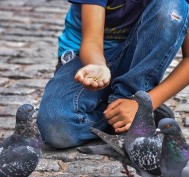 Valparaiso şehrindeki renkli ahşap evler.