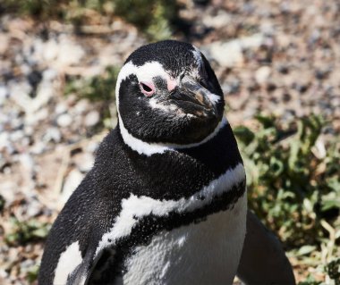 Açık ağızlı penguen