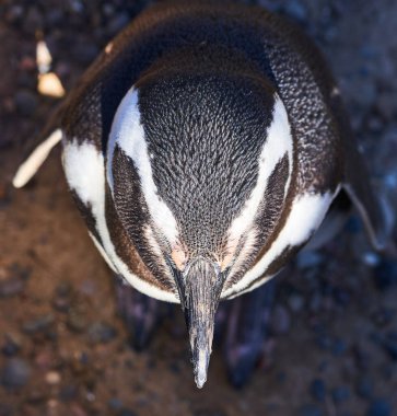 Araba motoru. arabanın parçası.