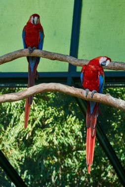 Araba motoru. arabanın parçası.