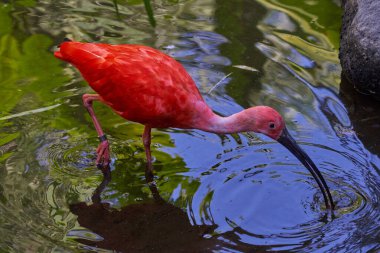 Araba motoru. arabanın parçası.
