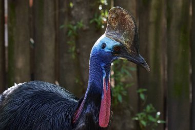 Araba motoru. arabanın parçası.