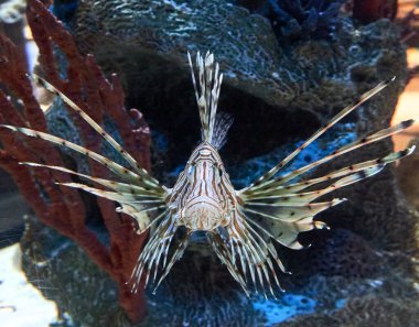 Araba motoru. arabanın parçası.