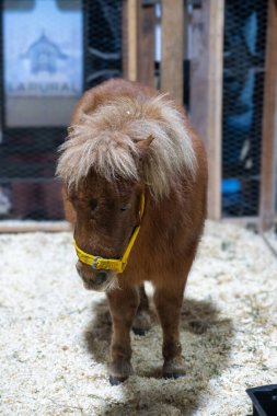07 / 23 / 2024: Buenos Aires, Arjantin: Buenos Aires kırsal sergi alanında inekler, atlar ve koyunlar sergileniyor