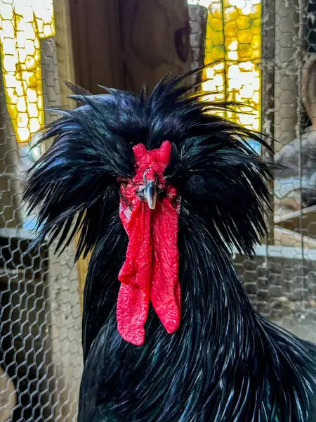 Stock image Black rooster in a frontal picture with a funny hairstyle