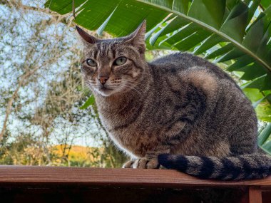Kimliği belirsiz bir şeye bakan bir muz yaprağı tarafından çizilmiş tekir gri kedi. Kedinin gözleri yeşildir ve gündüzleri de