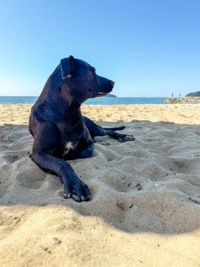 Sahilde, gölgedeki kumların üzerinde dinlenen, arka planda deniz olan başıboş, büyük siyah bir köpek.