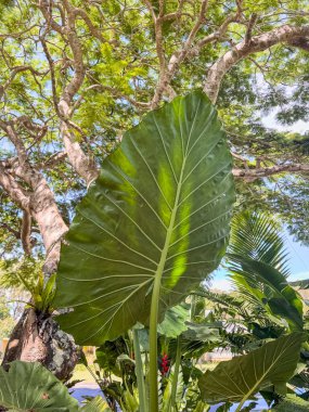 Lush Australian Greenery: Close-Up of Vibrant Leaves. Australian Wilderness clipart