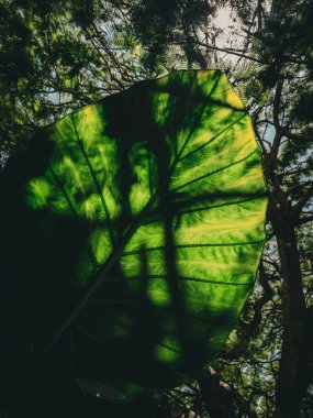 Lush Australian Greenery: Close-Up of Vibrant Leaves. Australian Wilderness clipart