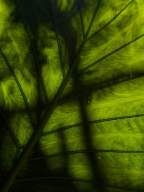 Lush Australian Greenery: Close-Up of Vibrant Leaves. Australian Wilderness clipart