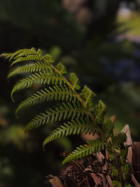 Zengin Avustralya Yeşilliği: Canlı Yaprakların Yakın Çekimi. Avustralya Vahşi Doğası