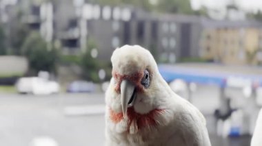Papağan: Uzun gagalı Corella Yeni Güney Galler, Avustralya.