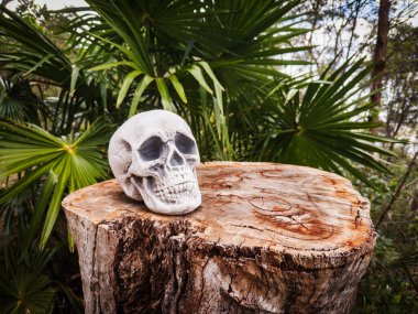 Cadılar Bayramı Kafatası, Gizem. Tropikal arka plan. Ürkütücü zaman..