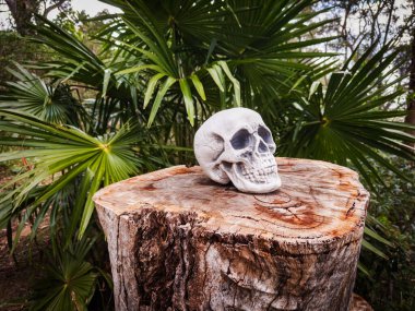 Cadılar Bayramı Kafatası, Gizem. Tropikal arka plan. Ürkütücü zaman..