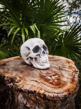 Cadılar Bayramı Kafatası, Gizem. Tropikal arka plan. Ürkütücü zaman..