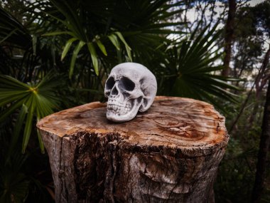 Cadılar Bayramı Kafatası, Gizem. Tropikal arka plan. Ürkütücü zaman..