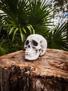 Cadılar Bayramı Kafatası, Gizem. Tropikal arka plan. Ürkütücü zaman..