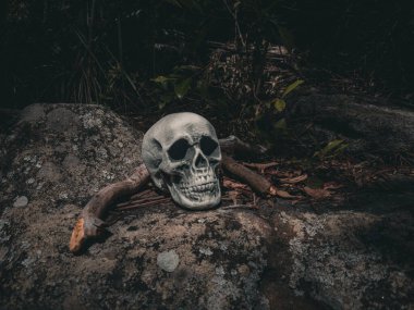 Cadılar Bayramı Kafatası, Gizem. Tropikal arka plan. Ürkütücü zaman..