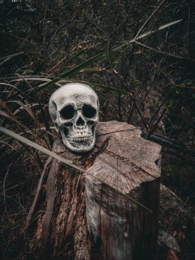 Cadılar Bayramı Kafatası, Gizem. Tropikal arka plan. Ürkütücü zaman..