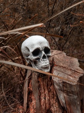 Cadılar Bayramı Kafatası, Gizem. Tropikal arka plan. Ürkütücü zaman..