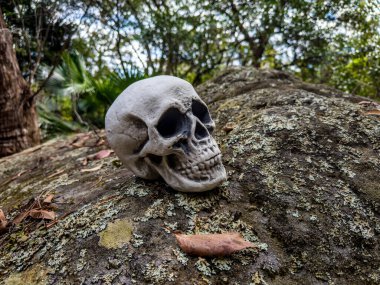 Cadılar Bayramı Kafatası, Gizem. Tropikal arka plan. Ürkütücü zaman..