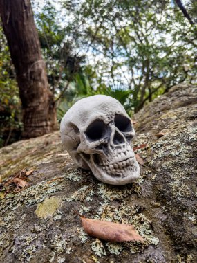 Cadılar Bayramı Kafatası, Gizem. Tropikal arka plan. Ürkütücü zaman..