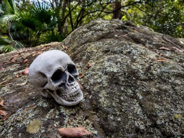 Cadılar Bayramı Kafatası, Gizem. Tropikal arka plan. Ürkütücü zaman..