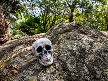 Cadılar Bayramı Kafatası, Gizem. Tropikal arka plan. Ürkütücü zaman..