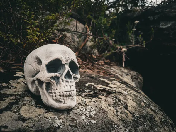 Cadılar Bayramı Kafatası, Gizem. Tropikal arka plan. Ürkütücü zaman..