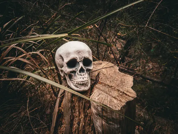 Cadılar Bayramı Kafatası, Gizem. Tropikal arka plan. Ürkütücü zaman..