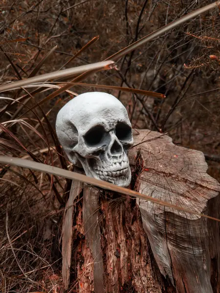 Cadılar Bayramı Kafatası, Gizem. Tropikal arka plan. Ürkütücü zaman..