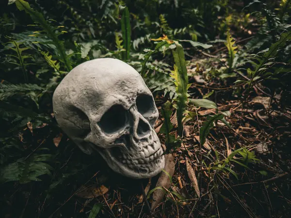 Cadılar Bayramı Kafatası, Gizem. Tropikal arka plan. Ürkütücü zaman..