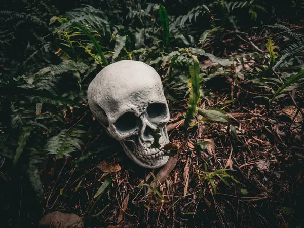 Cadılar Bayramı Kafatası, Gizem. Tropikal arka plan. Ürkütücü zaman..