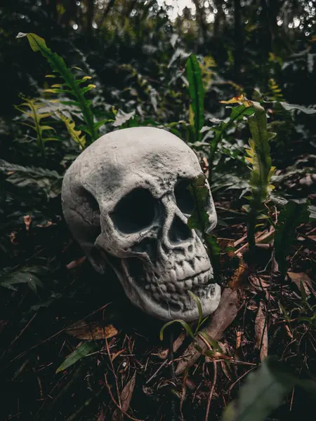 Cadılar Bayramı Kafatası, Gizem. Tropikal arka plan. Ürkütücü zaman..