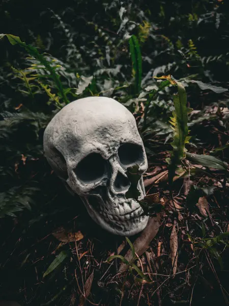 Cadılar Bayramı Kafatası, Gizem. Tropikal arka plan. Ürkütücü zaman..