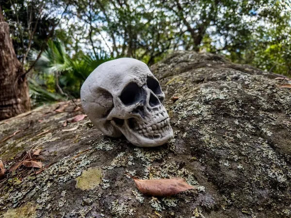 Cadılar Bayramı Kafatası, Gizem. Tropikal arka plan. Ürkütücü zaman..