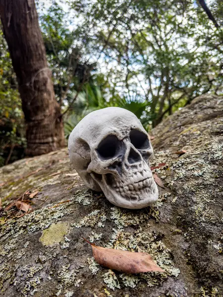 Cadılar Bayramı Kafatası, Gizem. Tropikal arka plan. Ürkütücü zaman..