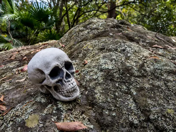 Cadılar Bayramı Kafatası, Gizem. Tropikal arka plan. Ürkütücü zaman..