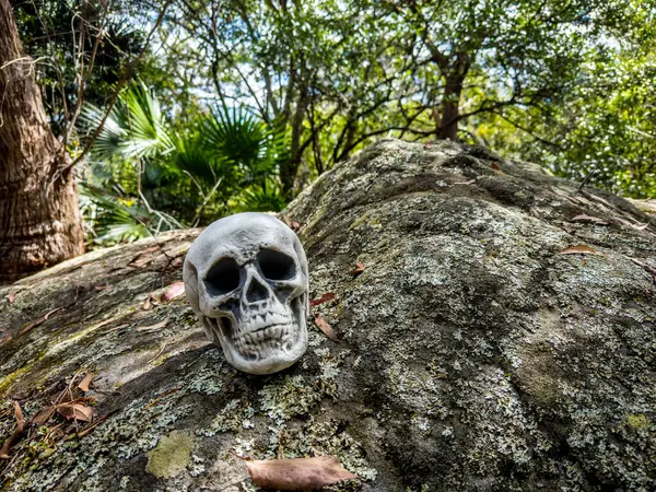Cadılar Bayramı Kafatası, Gizem. Tropikal arka plan. Ürkütücü zaman..