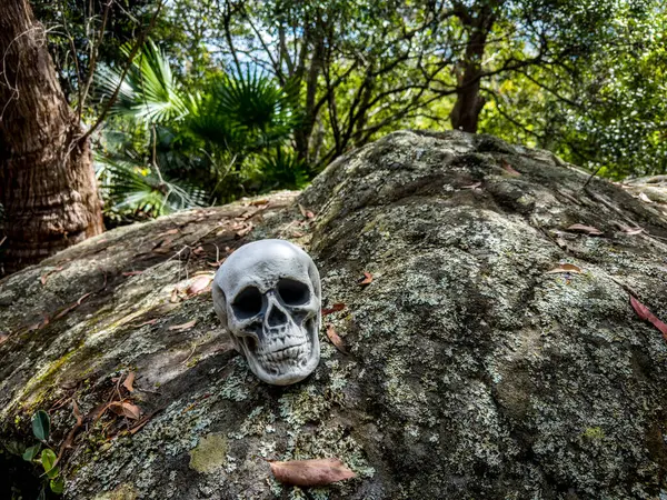 Cadılar Bayramı Kafatası, Gizem. Tropikal arka plan. Ürkütücü zaman..