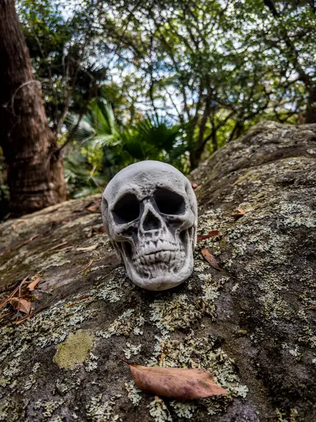 Cadılar Bayramı Kafatası, Gizem. Tropikal arka plan. Ürkütücü zaman..