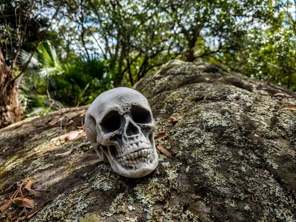 Cadılar Bayramı Kafatası, Gizem. Tropikal arka plan. Ürkütücü zaman..