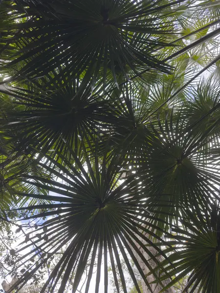 Cadılar Bayramı Kafatası, Gizem. Tropikal arka plan. Ürkütücü zaman..