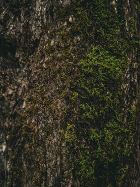 Avustralya vahşi yaşamı: doğa ve bitkiler. Stony Range Botanik Bahçesi. Sydney, Dee Neden, Avustralya.