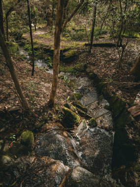 Avustralya Nature, Stony Range Bölgesel Botanik Bahçesi. Sydney, Dee Neden, Avustralya.